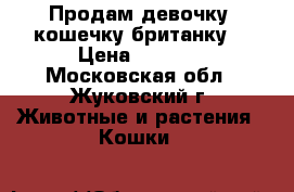 Продам девочку, кошечку британку. › Цена ­ 4 500 - Московская обл., Жуковский г. Животные и растения » Кошки   